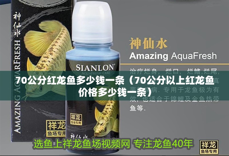 70公分紅龍魚多少錢一條（70公分以上紅龍魚價格多少錢一條）