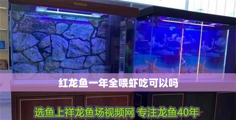 紅龍魚一年全喂蝦吃可以嗎
