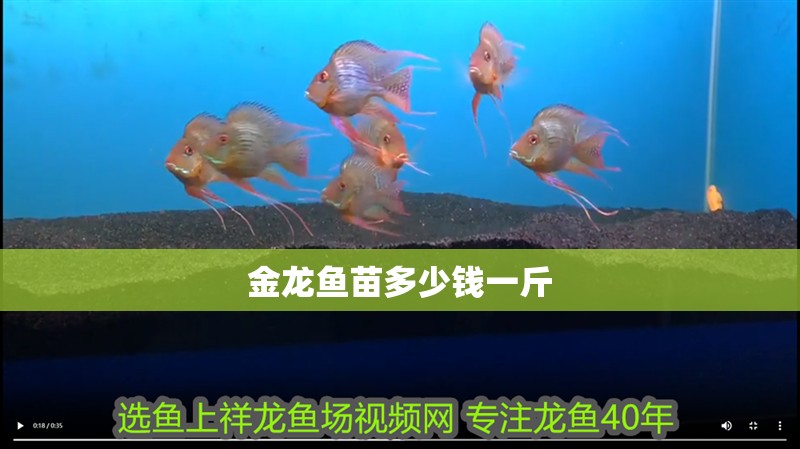 金龍魚苗多少錢一斤