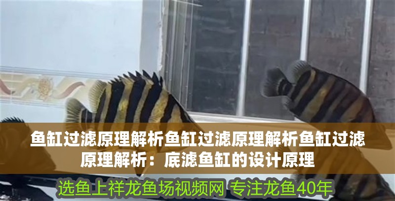 魚缸過濾原理解析魚缸過濾原理解析魚缸過濾原理解析：底濾魚缸的設計原理