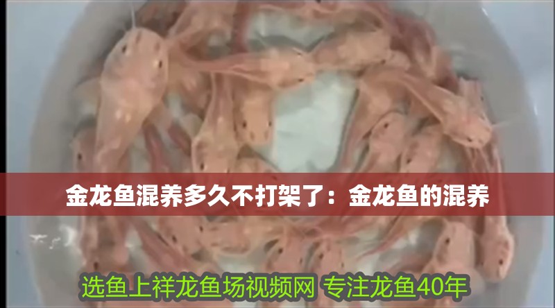 金龍魚混養多久不打架了：金龍魚的混養