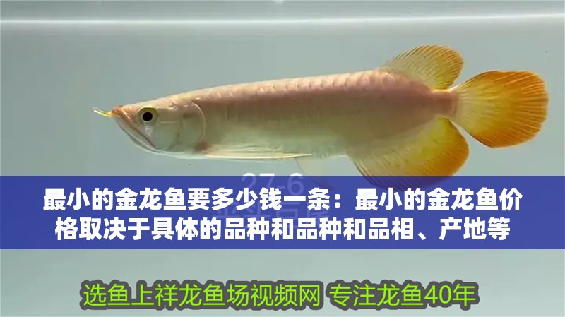 最小的金龍魚要多少錢一條：最小的金龍魚價格取決于具體的品種和品種和品相、產地等