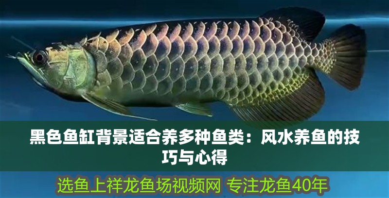 黑色魚缸背景適合養多種魚類：風水養魚的技巧與心得