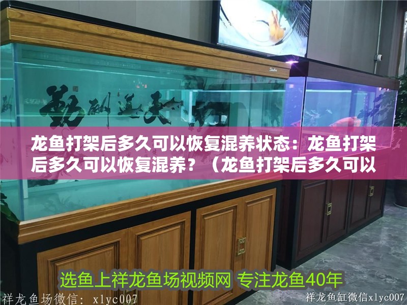 龍魚打架后多久可以恢復混養狀態：龍魚打架后多久可以恢復混養？（龍魚打架后多久可以恢復混養）
