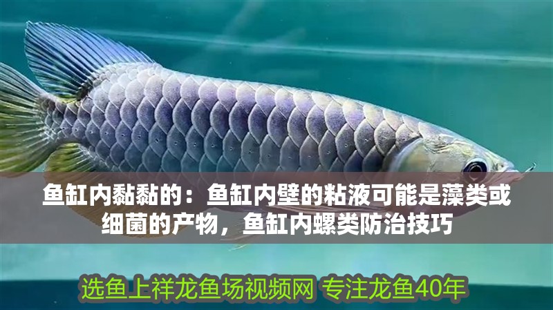魚缸內(nèi)黏黏的：魚缸內(nèi)壁的粘液可能是藻類或細菌的產(chǎn)物，魚缸內(nèi)螺類防治技巧
