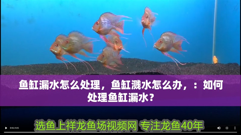 魚缸漏水怎么處理，魚缸濺水怎么辦，：如何處理魚缸漏水？