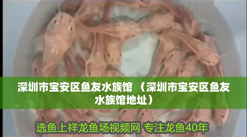 深圳市寶安區(qū)魚友水族館 （深圳市寶安區(qū)魚友水族館地址）