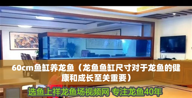 60cm魚缸養(yǎng)龍魚（龍魚魚缸尺寸對于龍魚的健康和成長至關重要）