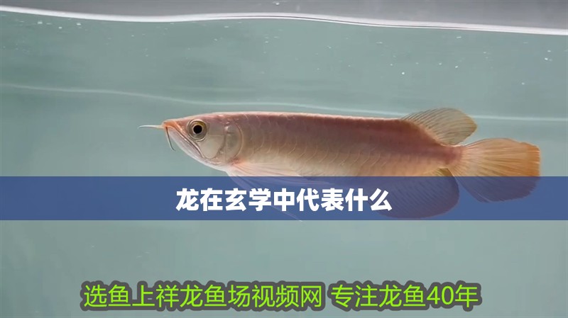 龍在玄學中代表什么