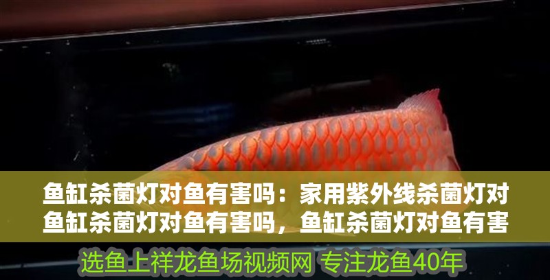 魚缸殺菌燈對魚有害嗎：家用紫外線殺菌燈對魚缸殺菌燈對魚有害嗎，魚缸殺菌燈對魚有害嗎