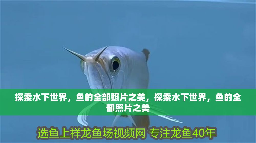 探索水下世界，魚(yú)的全部照片之美，探索水下世界，魚(yú)的全部照片之美
