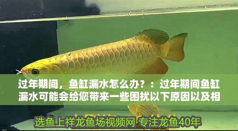 過年期間，魚缸漏水怎么辦？：過年期間魚缸漏水可能會給您帶來一些困擾以下原因以及相應的處理方法
