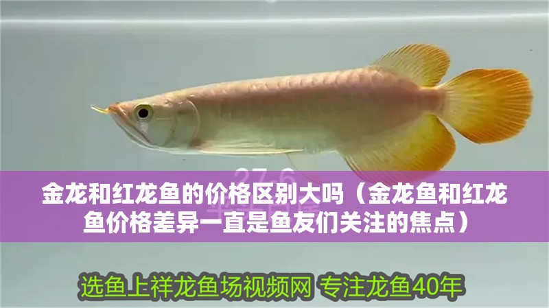 金龍和紅龍魚的價格區(qū)別大嗎（金龍魚和紅龍魚價格差異一直是魚友們關注的焦點）