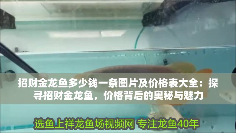 招財(cái)金龍魚多少錢一條圖片及價(jià)格表大全：探尋招財(cái)金龍魚，價(jià)格背后的奧秘與魅力