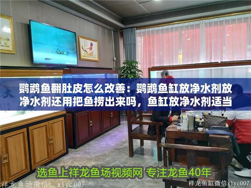 鸚鵡魚翻肚皮怎么改善：鸚鵡魚缸放凈水劑放凈水劑還用把魚撈出來嗎，魚缸放凈水劑適當