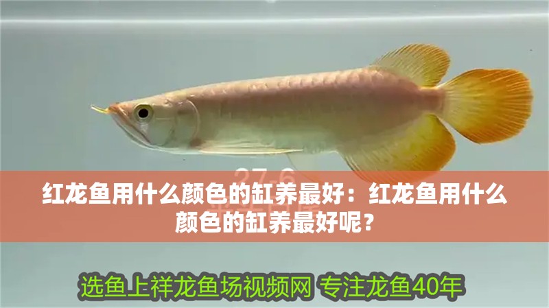 魚缸過濾器選購指南:自制魚缸過濾器魚缸上置過濾器對于養魚愛好者的必備知識 紅龍魚用什么顏色的缸養最好:紅龍魚用什么顏色的缸養最好呢? 龍魚百科 紅龍魚用什么顏色的缸養最好:紅龍魚用什么顏色的缸養最好呢? 紅龍魚用什么顏色的缸養最好:紅龍魚用什么顏色的缸養最好呢? 龍魚百科