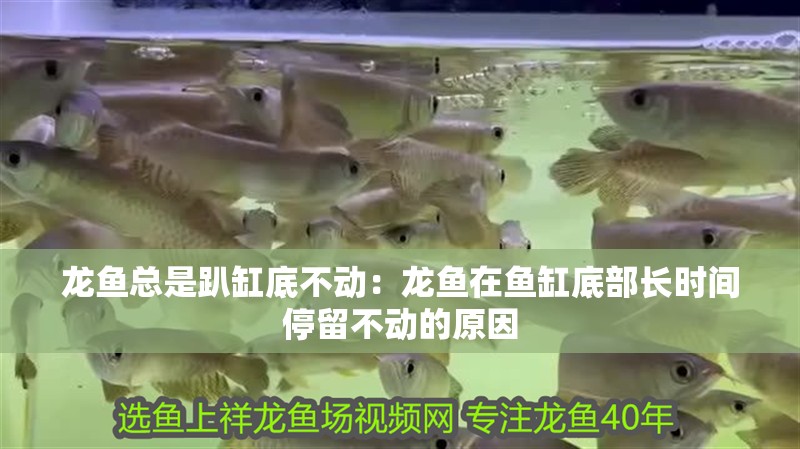 龍魚總是趴缸底不動：龍魚在魚缸底部長時間停留不動的原因