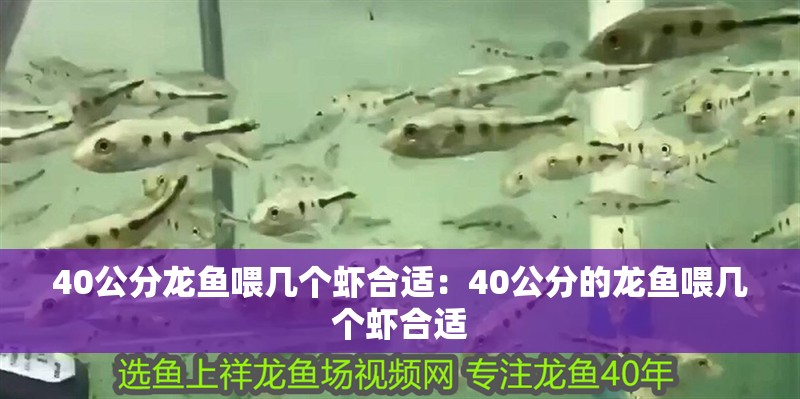 40公分龍魚喂幾個蝦合適：40公分的龍魚喂幾個蝦合適