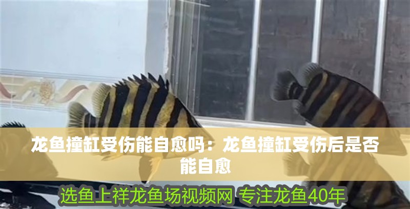 龍魚撞缸受傷能自愈嗎：龍魚撞缸受傷后是否能自愈