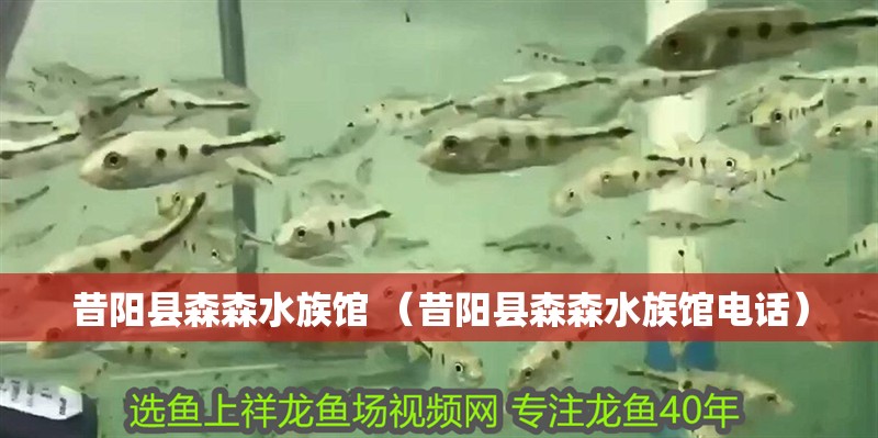 昔陽縣森森水族館 （昔陽縣森森水族館電話）