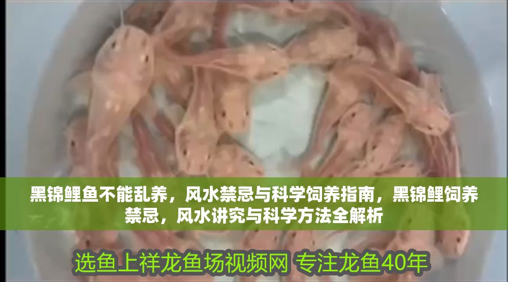 黑錦鯉魚不能亂養，風水禁忌與科學飼養指南，黑錦鯉飼養禁忌，風水講究與科學方法全解析