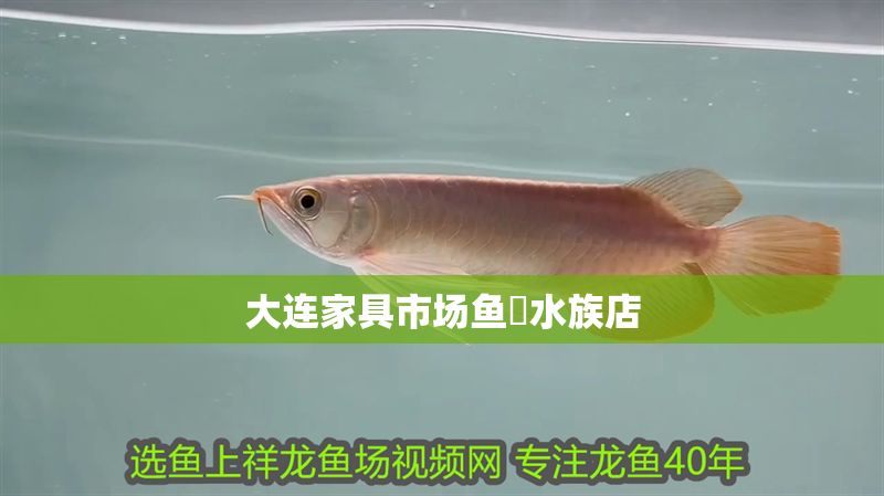 大連家具市場魚菓水族店