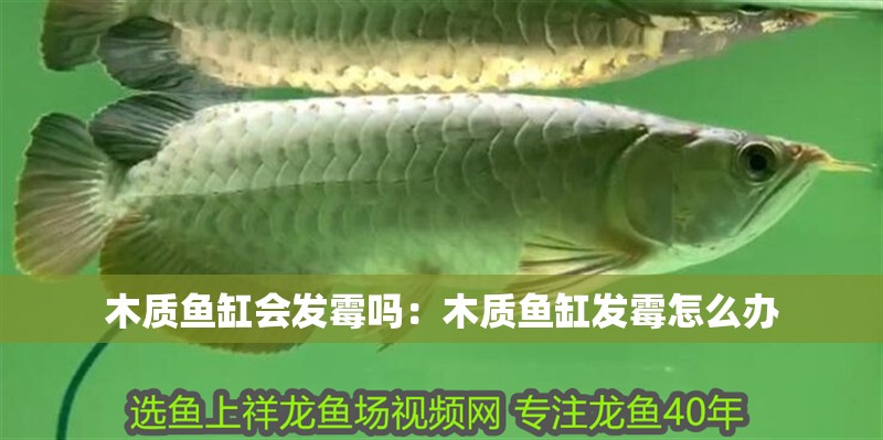 木質(zhì)魚缸會(huì)發(fā)霉嗎：木質(zhì)魚缸發(fā)霉怎么辦