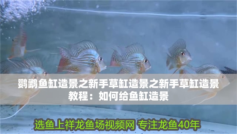 鸚鵡魚缸造景之新手草缸造景之新手草缸造景教程：如何給魚缸造景