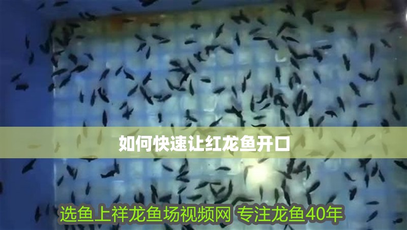 如何快速讓紅龍魚開口