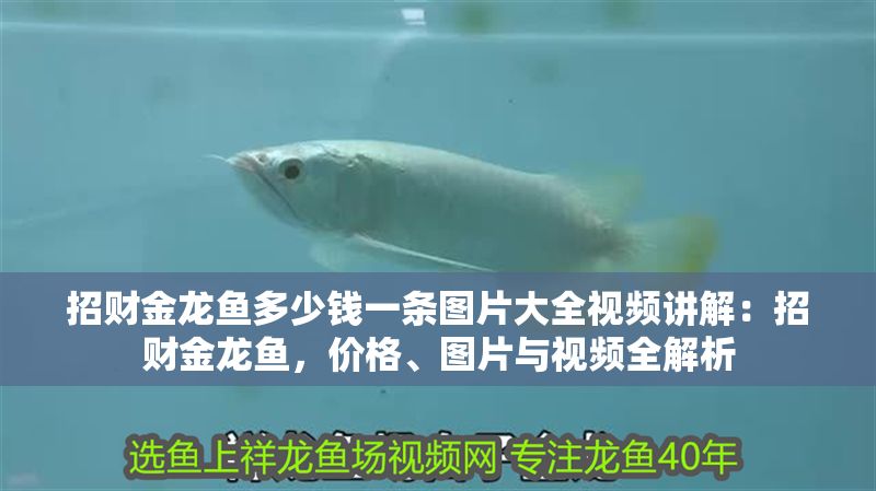 招財(cái)金龍魚多少錢一條圖片大全視頻講解：招財(cái)金龍魚，價(jià)格、圖片與視頻全解析