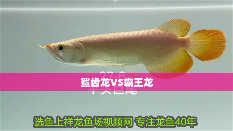 鯊齒龍VS霸王龍 鯊齒龍VS霸王龍 龍魚論壇