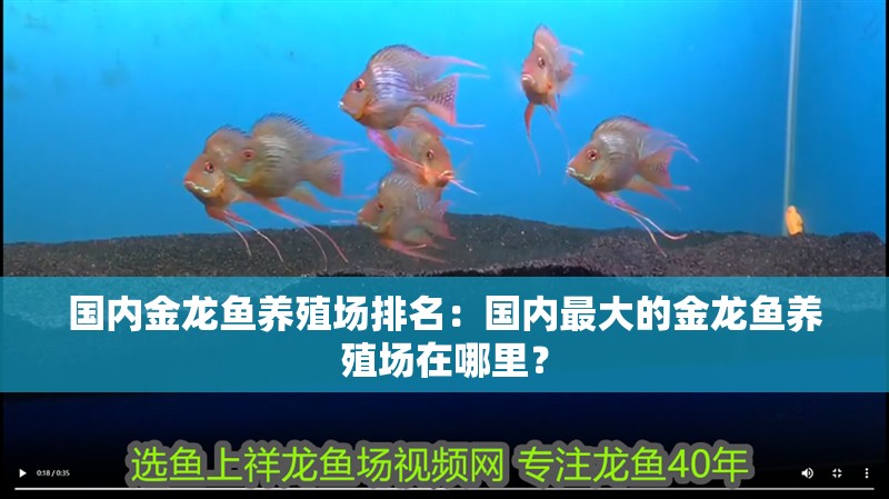 國內金龍魚養殖場排名：國內最大的金龍魚養殖場在哪里？