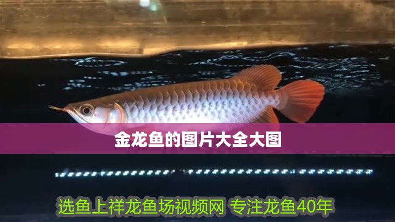 金龍魚的圖片大全大圖