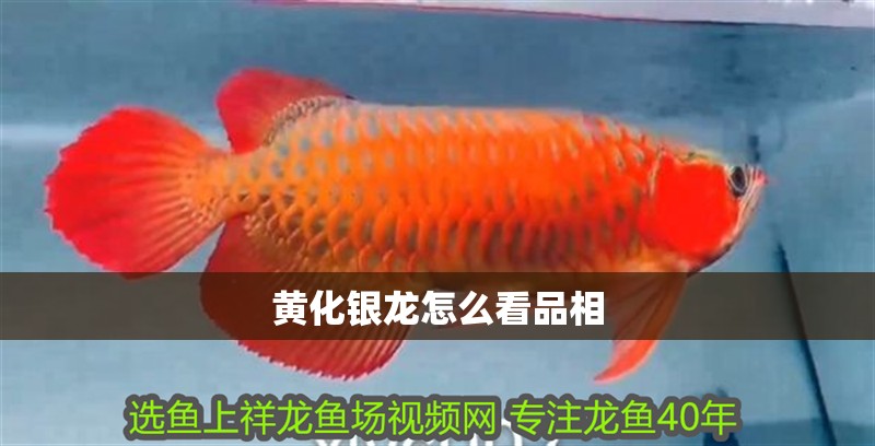 黃化銀龍怎么看品相