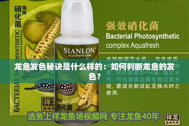 龍魚發色秘訣是什么樣的：如何判斷龍魚的發色？