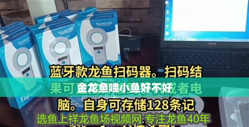 金龍魚喂小魚好不好