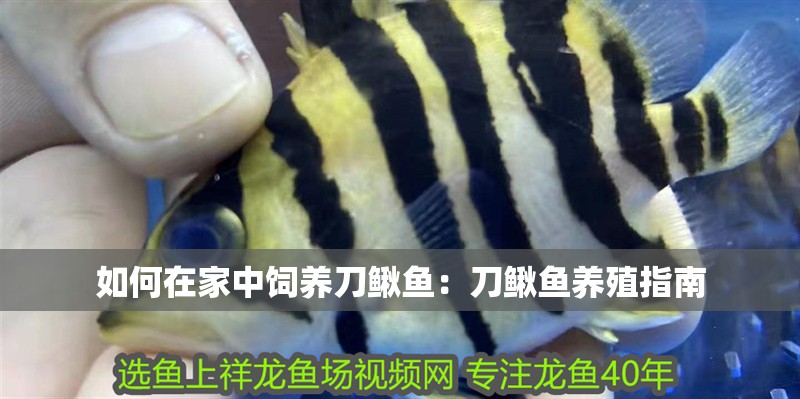 如何在家中飼養刀鰍魚：刀鰍魚養殖指南