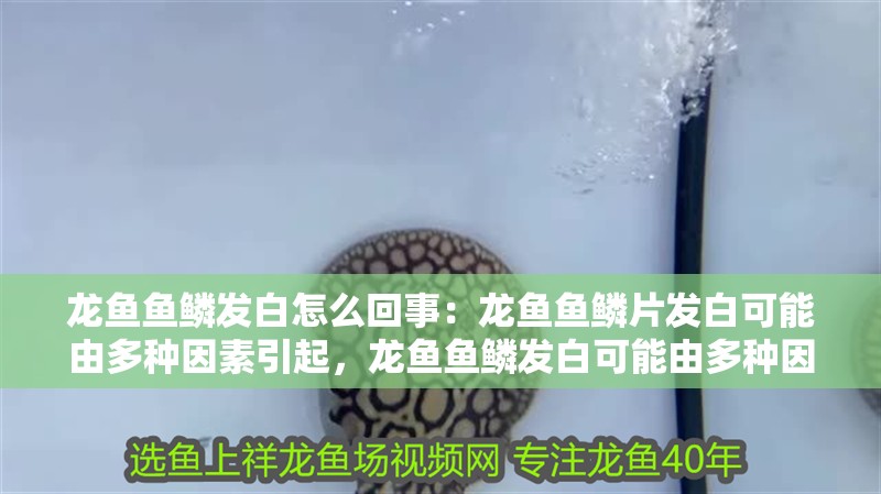 龍魚魚鱗發白怎么回事：龍魚魚鱗片發白可能由多種因素引起，龍魚魚鱗發白可能由多種因素引起 龍魚魚鱗發白怎么回事：龍魚魚鱗片發白可能由多種因素引起，龍魚魚鱗發白可能由多種因素引起 龍魚百科