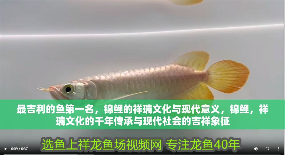 最吉利的魚第一名，錦鯉的祥瑞文化與現代意義，錦鯉，祥瑞文化的千年傳承與現代社會的吉祥象征