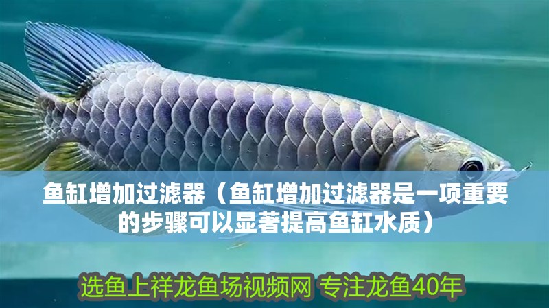 魚缸增加過濾器（魚缸增加過濾器是一項(xiàng)重要的步驟可以顯著提高魚缸水質(zhì)）
