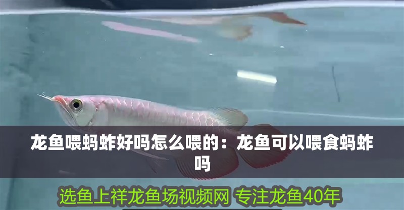 龍魚喂螞蚱好嗎怎么喂的：龍魚可以喂食螞蚱嗎