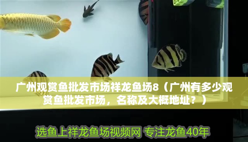 廣州觀賞魚批發市場祥龍魚場8（廣州有多少觀賞魚批發市場，名稱及大概地址？）