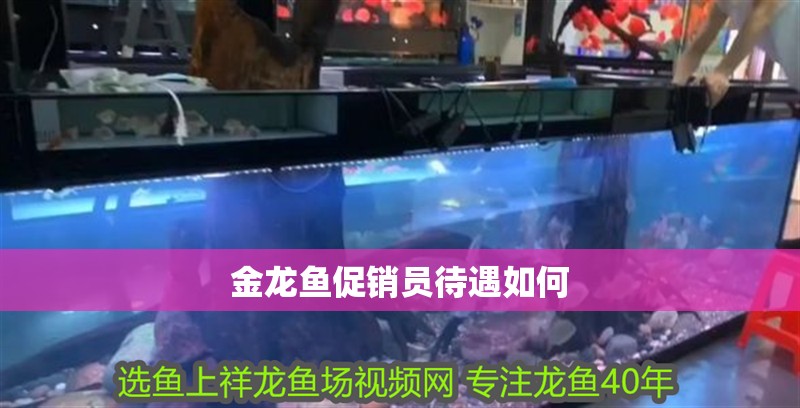 金龍魚促銷員待遇如何