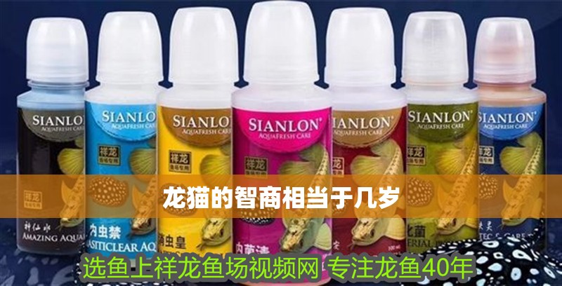 龍貓的智商相當于幾歲