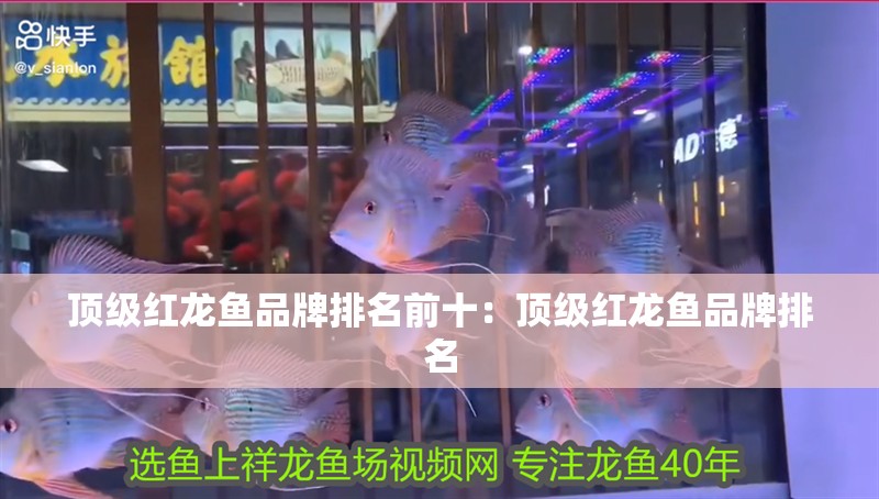 頂級紅龍魚品牌排名前十：頂級紅龍魚品牌排名
