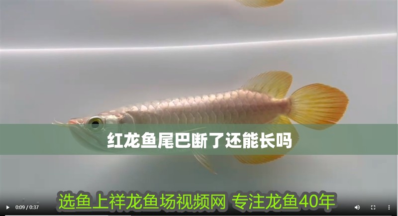魚缸用增氧泵價格是多少:魚缸增氧機-xtrac增氧機-xtrac增氧機 紅龍魚尾巴斷了還能長嗎 龍魚百科 紅龍魚尾巴斷了還能長嗎 紅龍魚尾巴斷了還能長嗎 龍魚百科