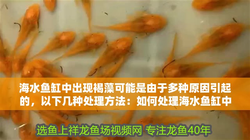 海水魚缸中出現褐藻可能是由于多種原因引起的，以下幾種處理方法：如何處理海水魚缸中的褐藻
