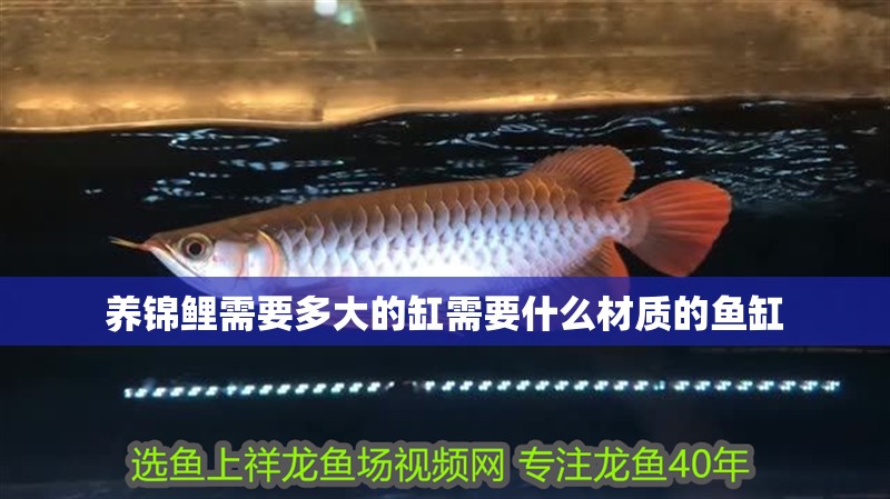 養錦鯉需要多大的缸需要什么材質的魚缸