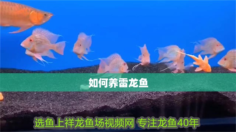 如何養雷龍魚