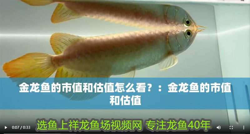 金龍魚的市值和估值怎么看？：金龍魚的市值和估值